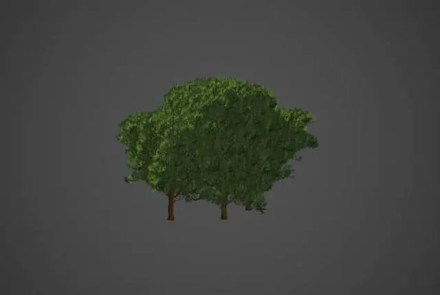 PBR Game 3D Models – Western Red Cedar Collection – Thuja Plicata
