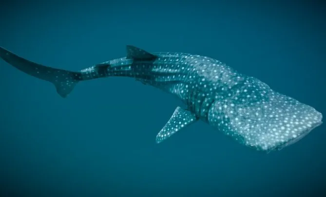 PBR Game 3D Models – Whale Shark