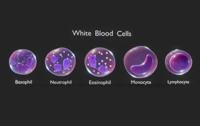 PBR Game 3D Models – White Blood Cells