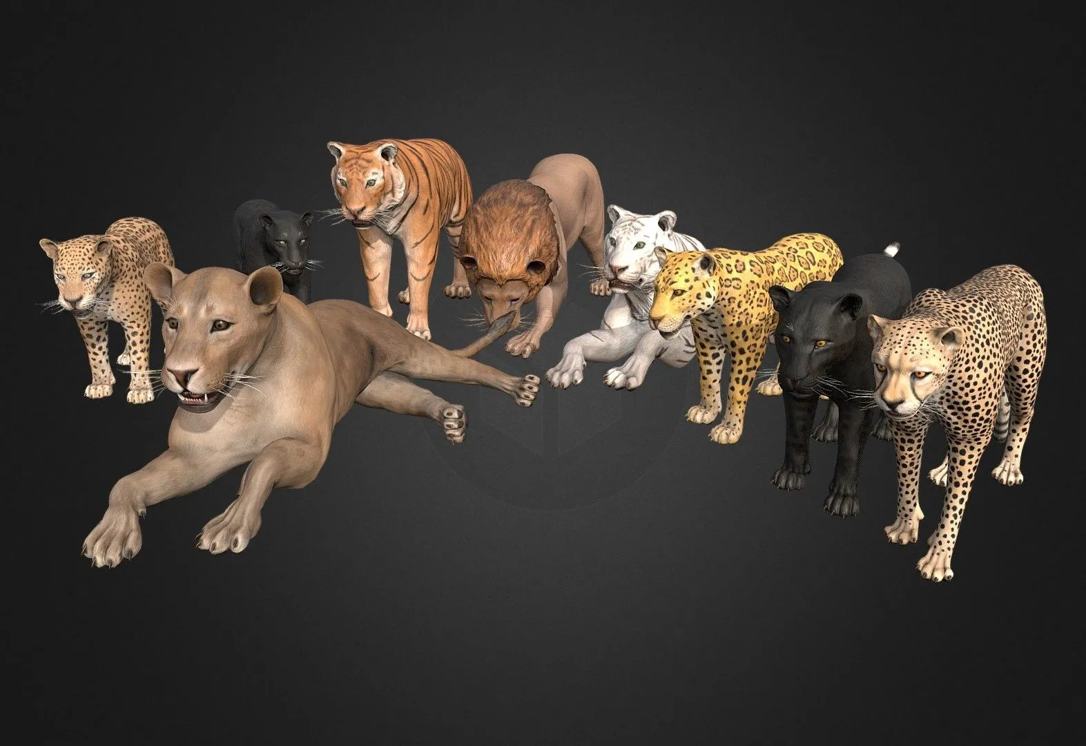 PBR Game 3D Models – Wild African Cats