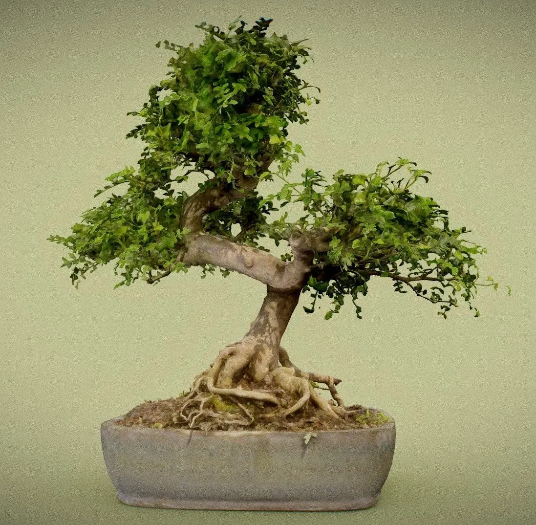 PBR Game 3D Models – Zanthoxylum