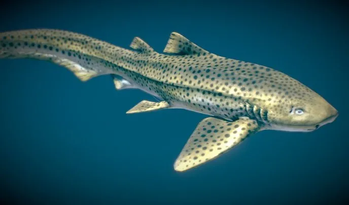 PBR Game 3D Models – Zebra Shark