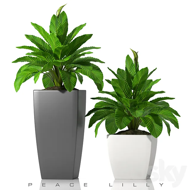 PEACE LILLY_P28 3DSMax File