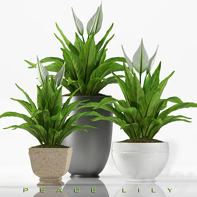 PEACE LILY 2 3DSMax File