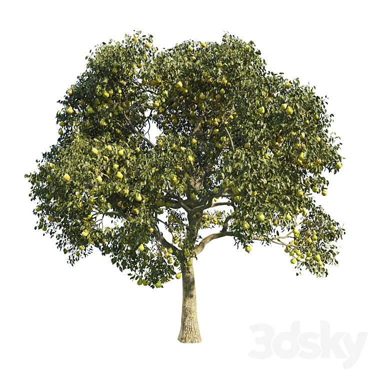 pear tree 1 3DS Max