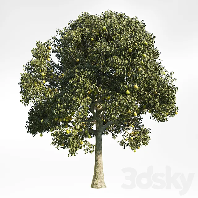 Pear Tree 10 3DS Max Model