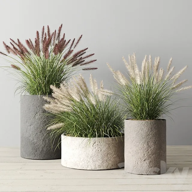 Pennisetum foxtail in concrete pots 3ds Max