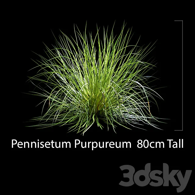 Pennisetum Purpureum 3DS Max Model