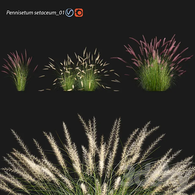 Pennisetum setaceum_01 3DS Max Model