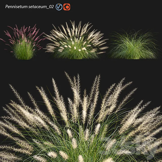 Pennisetum setaceum_02 3ds Max