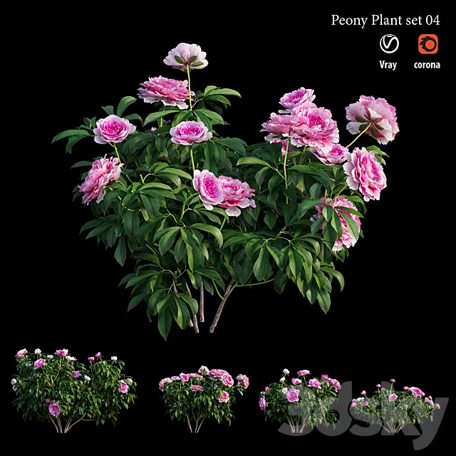 Peony plant set 04 3ds Max