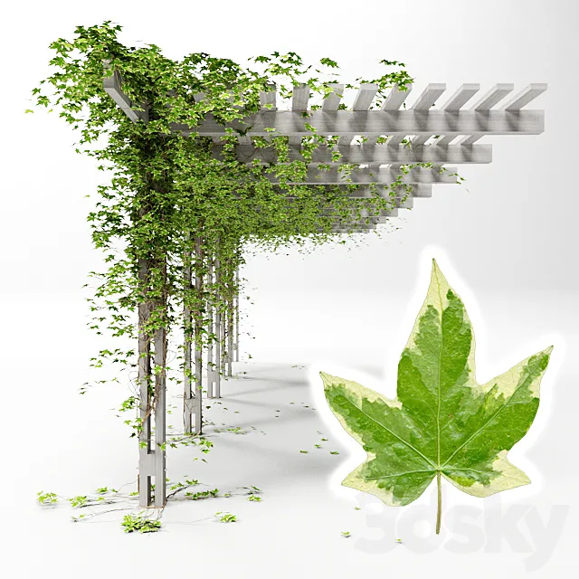 Pergola with hedera helix goldchild ivy 3ds Max