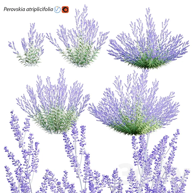 Perovskia atriplicifolia | Russian Sage 3ds Max