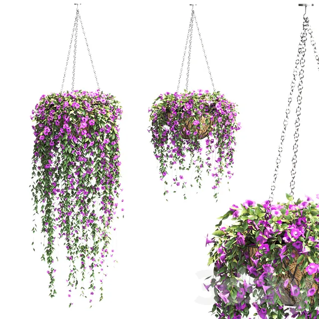 Petunia in hanging pots. 2 models 3DSMax File
