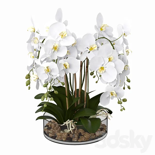 Phalaenopsis orchid 3DS Max Model