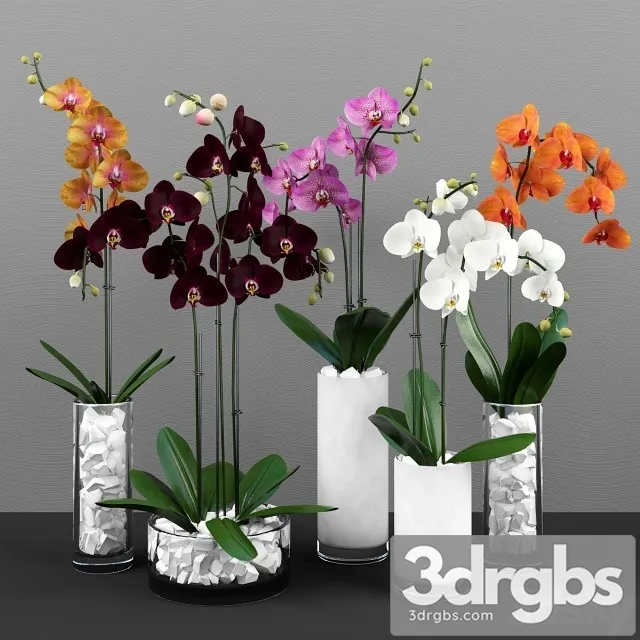 Phalaenopsis Orchids Set 3dsmax Download