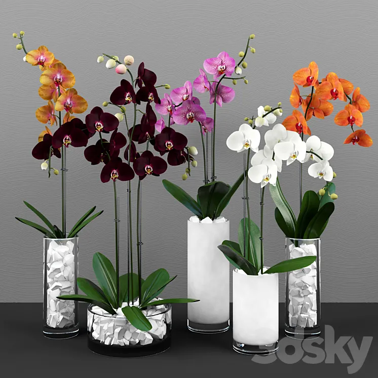 Phalaenopsis orchids set 3DS Max