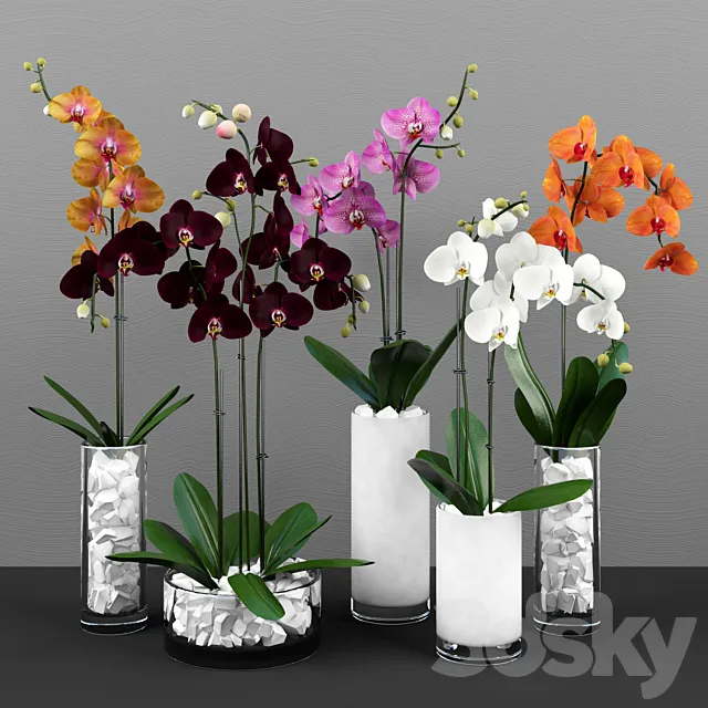 Phalaenopsis orchids set 3DSMax File