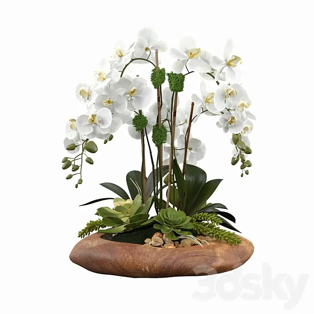 Phalaenopsis Silk Orchids 3DSMax File