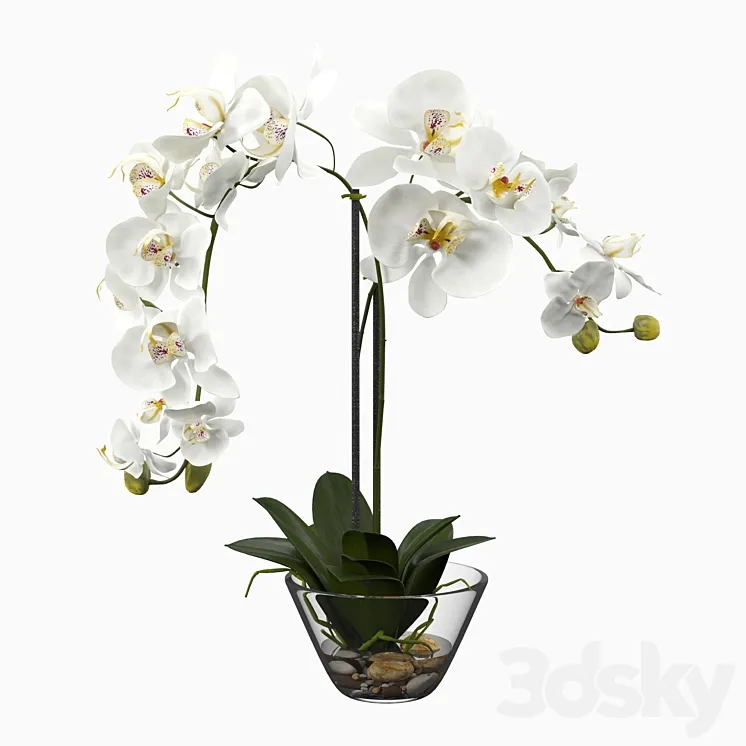 Phalaenopsis Silk White Orchid in Glass Vase 3DS Max