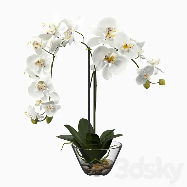 Phalaenopsis Silk White Orchid in Glass Vase 3DSMax File