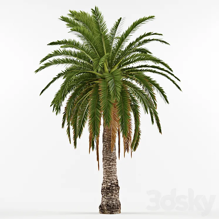 Phenicus Canary \/ Phoenix Canariensis 3DS Max