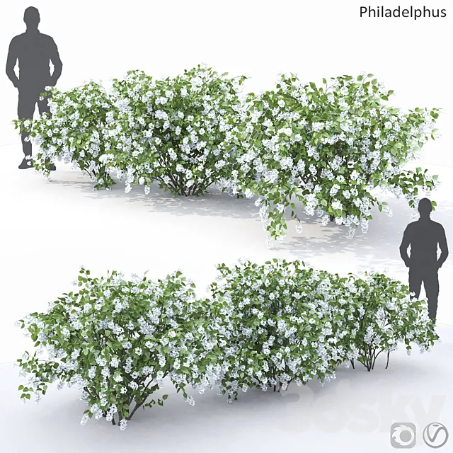 Philadelphus (shrub) 3DSMax File