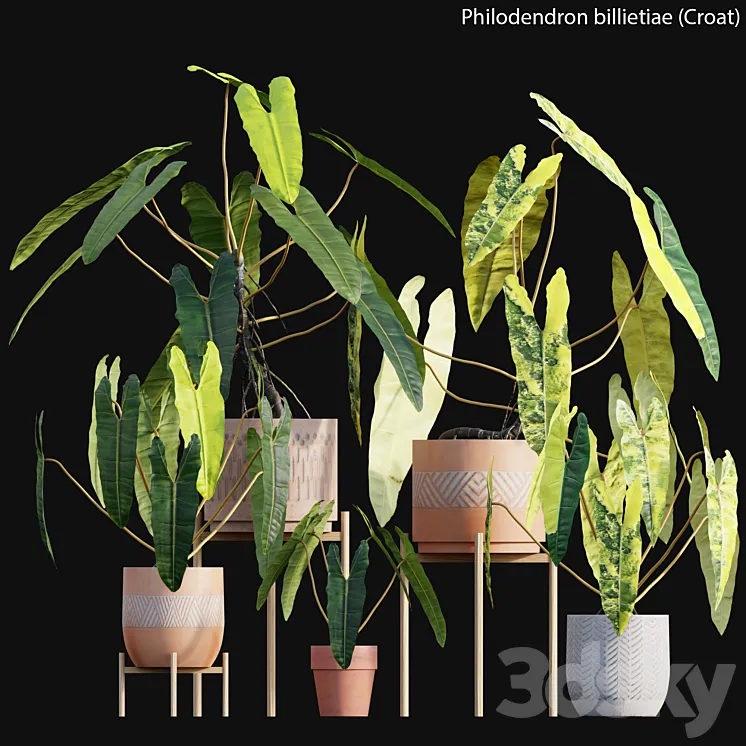 Philodendron billietiae – Croat 3DS Max Model