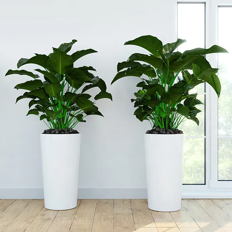 Philodendron \ Congo 3DS Max