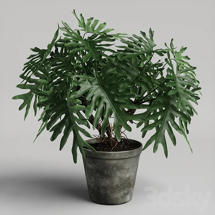 philodendron plant 3DS Max