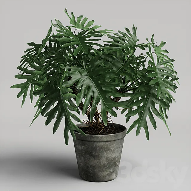 philodendron plant 3DSMax File