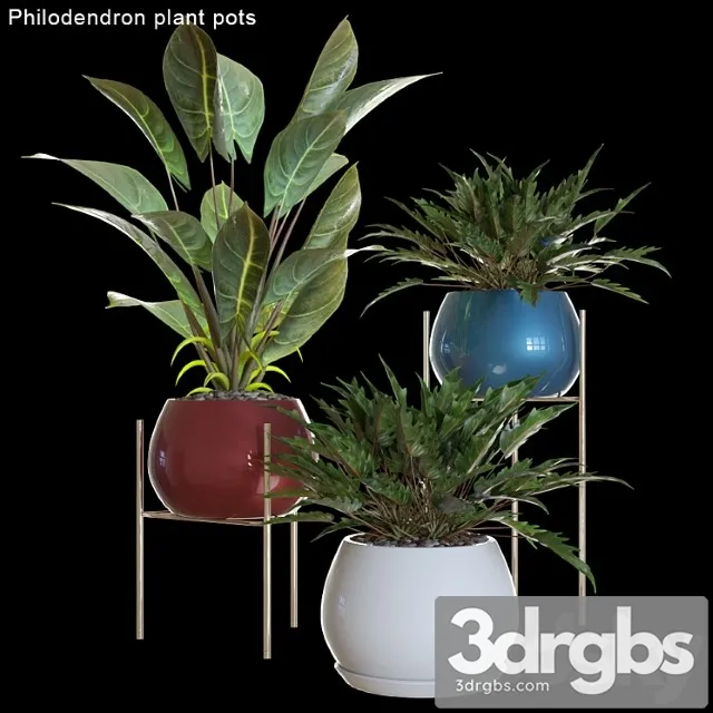 Philodendron plant pots