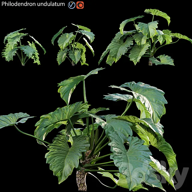 Philodendron undulatum – 01 3ds Max