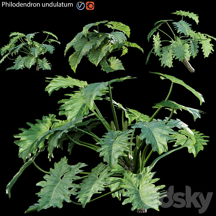 Philodendron undulatum – 02 3DS Max Model