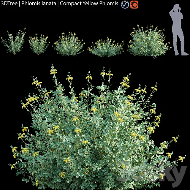 Phlomis lanata | Compact yellow phlomis 3ds Max