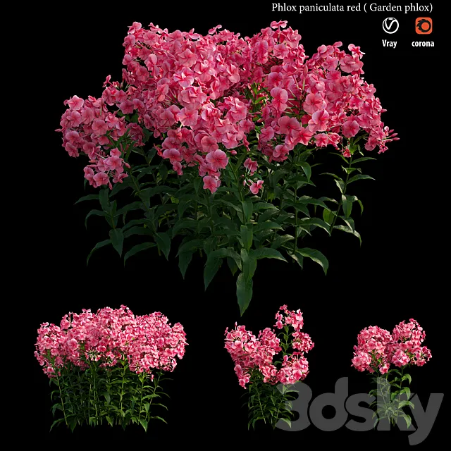 Phlox paniculata red 3ds Max