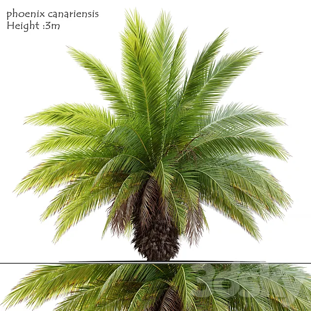 Phoenix canariensis 3DS Max Model