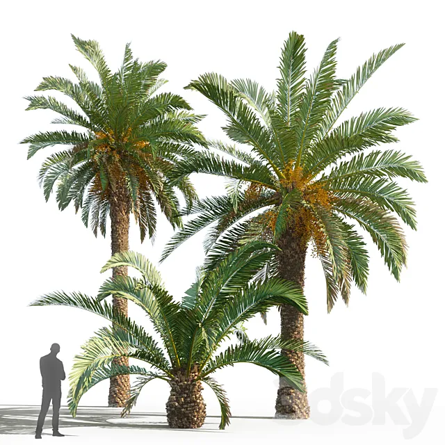 Phoenix canariensis (date canary) 3DS Max Model