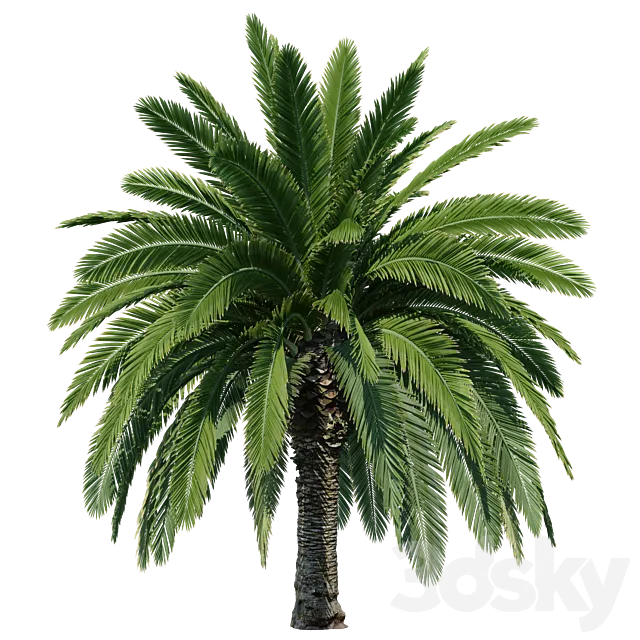 Phoenix Canariensis V2 (Canary Island date palm) 3dsMax Model