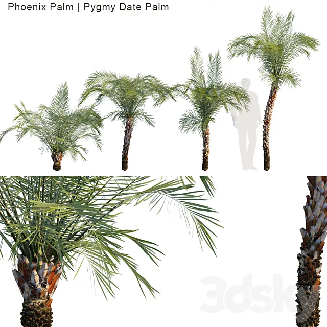 Phoenix Palm | Pygmy date palm 3DS Max Model