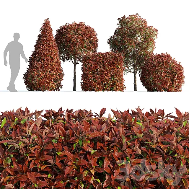 Photinia fraseri Red Robin (Photinia fraseri Red Robin) 3DS Max Model