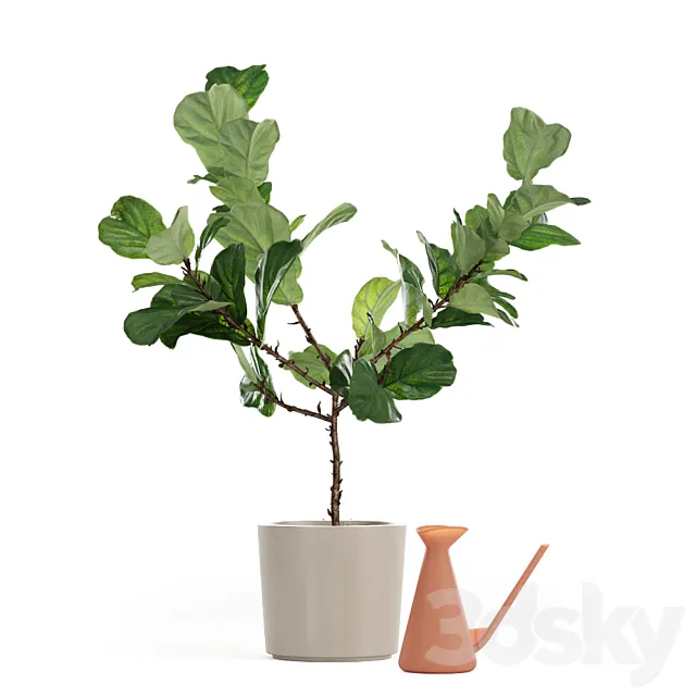 Photorealistic Ficus Lyrata pot 150cm 3D model 3DSMax File