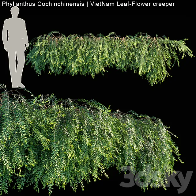 Phyllanthus Cochinchinensis | VietNam Leaf-Flower creeper 3DSMax File