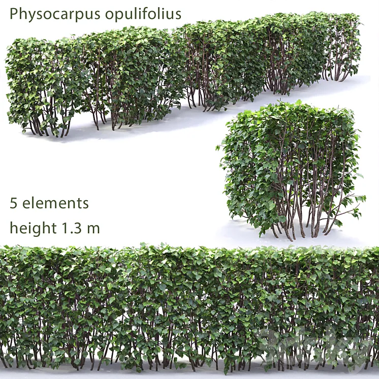 Physocarpus hedge # 1 3DS Max