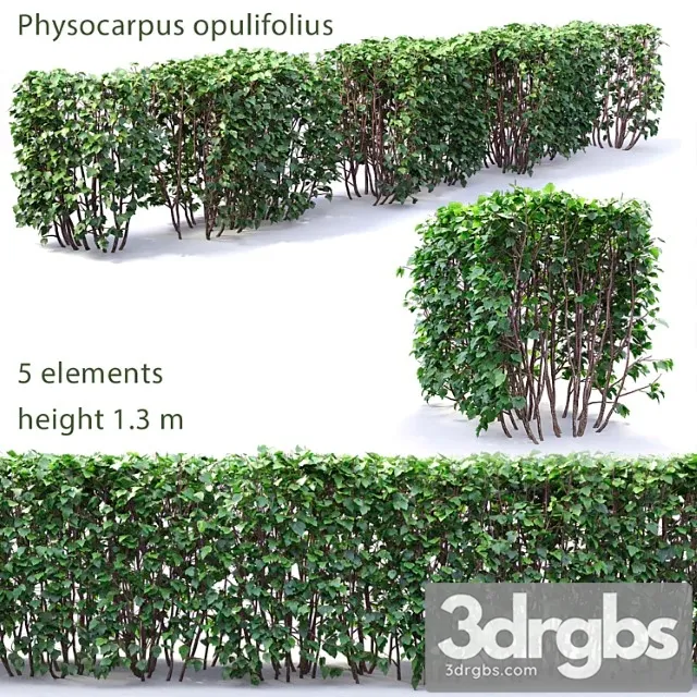 Physocarpus hedge