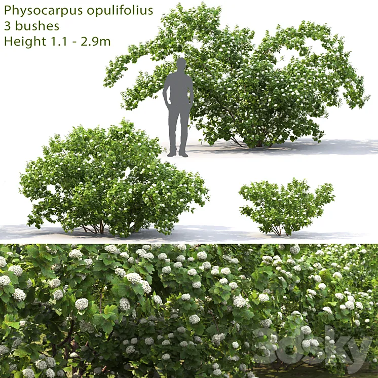 Physocarpus opulifolius # 1 3DS Max