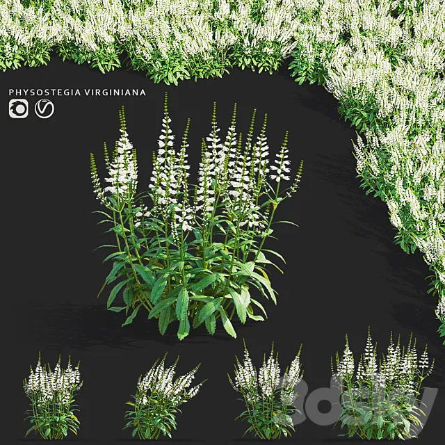 Physostegia virginiana white flowers | Physostegia virginiana 3ds Max