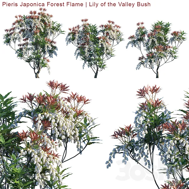 Pieris Japonica Forest Flame | Lily of the valley bush 3ds Max