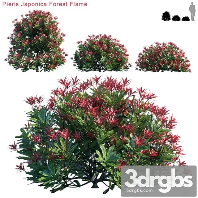 Pieris japonica forest flame