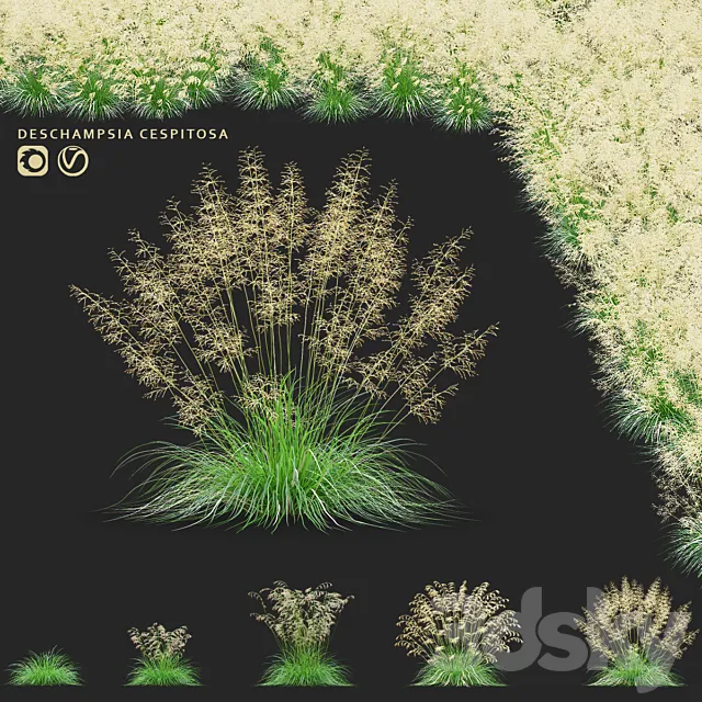 Pike soddy meadow | Deschampsia cespitosa 3ds Max